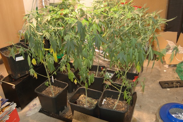 POL-NOM: Polizei entdeckt Cannabispflanzen in kleiner Wohnung -Bilder im Anhang-