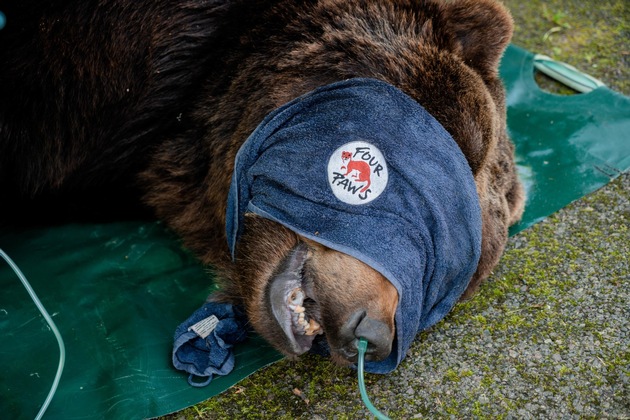 En Ukraine, QUATRE PATTES sauve une famille d’ours