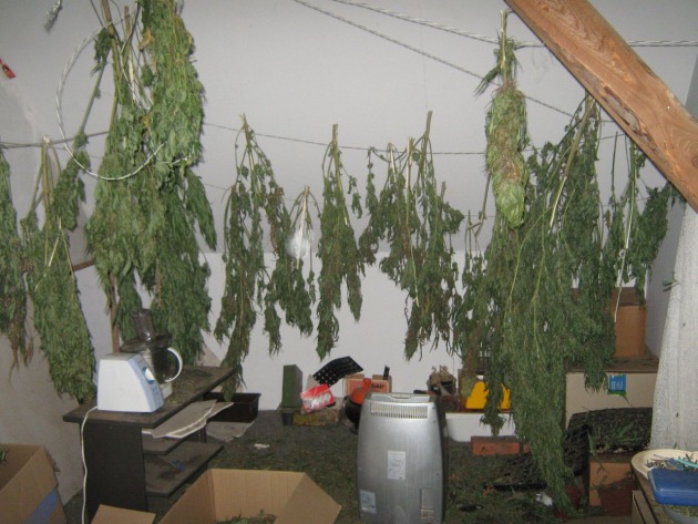 POL-NI: Ermittlungserfolg der Polizei - Cannabis-Outdooranlagen ausgehoben  -Bilder im Download-