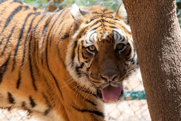 Mission accomplie pour QUATRE PATTES: les deux tigres argentins sont arrivés sains et saufs en Jordanie