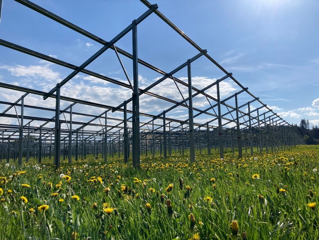 Solarstrom für die Produktion, Schatten für die Kühe: Nestlé baut Agri-Photovoltaik-Anlage am Werksstandort Biessenhofen