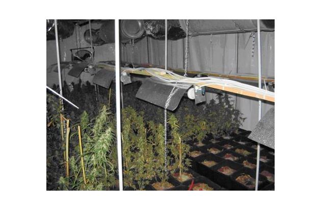 POL-REK: 740 Cannabispflanzen sichergestellt - Kerpen