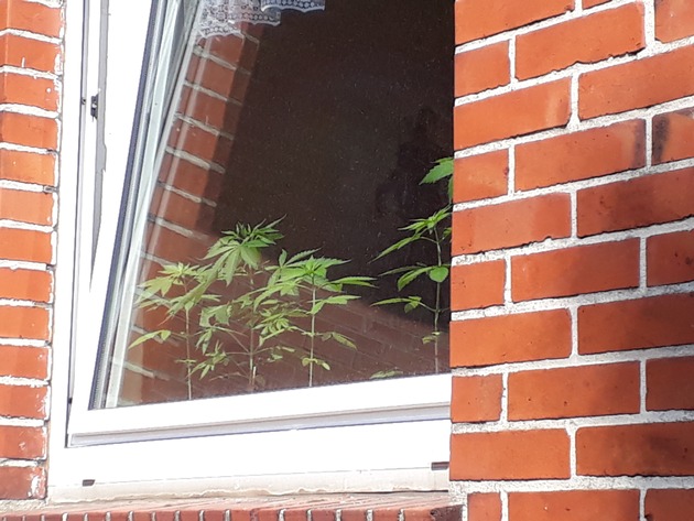 POL-NI: Stadthagen - Cannabispflanzen auf der Fensterbank gezogen