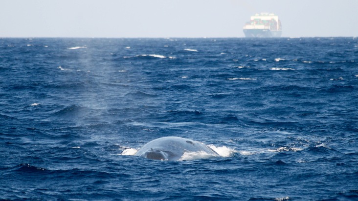 Geschwindigkeitsbegrenzungen für Handelsschiffe: Europäer:innen fordern mehr Schutz für Wale
