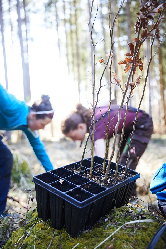 25 Mitarbeitende von Alstom in Wehretal bei Kassel mit dem Bergwaldprojekt im Einsatz für naturnahe Wälder