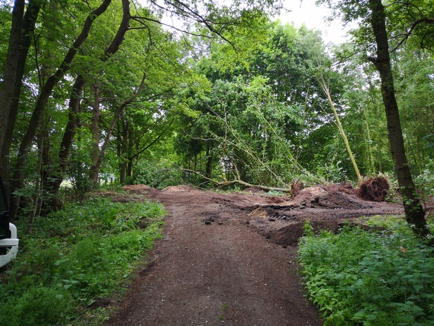 POL-VER: Naturdenkmal massiv beschädigt (Foto)