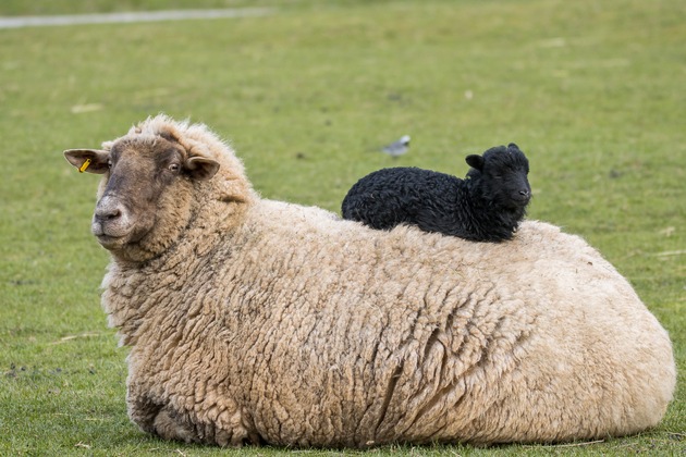 Tierisch viel zu tun im Wildparadies