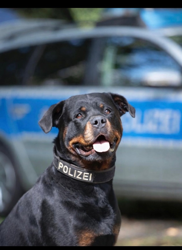 POL-MG: Diensthund Muffin erschn&uuml;ffelt erfolgreich fl&uuml;chtigen Fahrzeugf&uuml;hrer nach Verkehrsunfallflucht