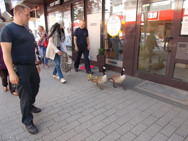 FW-GL: Gänsefamilie auf Shoppingtour