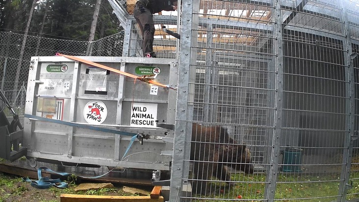 QUATRE PATTES accueille Dunbar, un ours presque aveugle, dans la FORÊT DES OURS d’Arbesbach