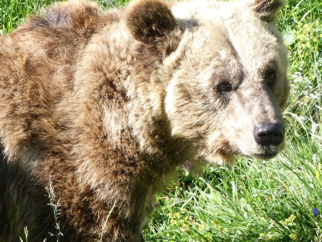 Bär Sam geniesst sein erstes Bad im Arosa Bärenland