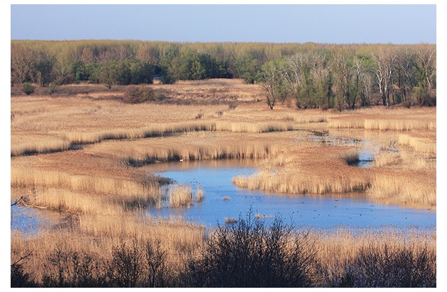 Welttag der Feuchtgebiete: Global Nature Fund ruft deutsche St&auml;dte und Kommunen zum Handeln auf &ndash; Wer wird die erste &bdquo;Wetland City&ldquo; Deutschlands?
