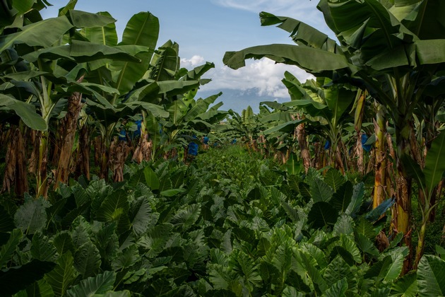 Umweltschonendere Eigenmarken-Banane von Netto ab sofort mit Programm-Logo des WWF