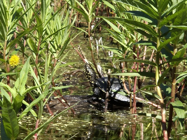 «Familiensommer 2025» im Naturama