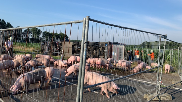 POL-ROW: ++ Schweinetransporter verunglückt auf der Kreisstraße ++