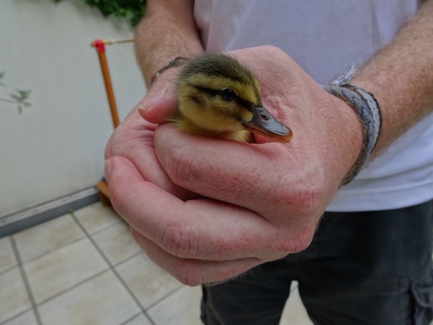 FW-D: Entenmama in Not - Feuerwehr und Tiernotruf retten komplette Entenfamilie auf der Parkstraße