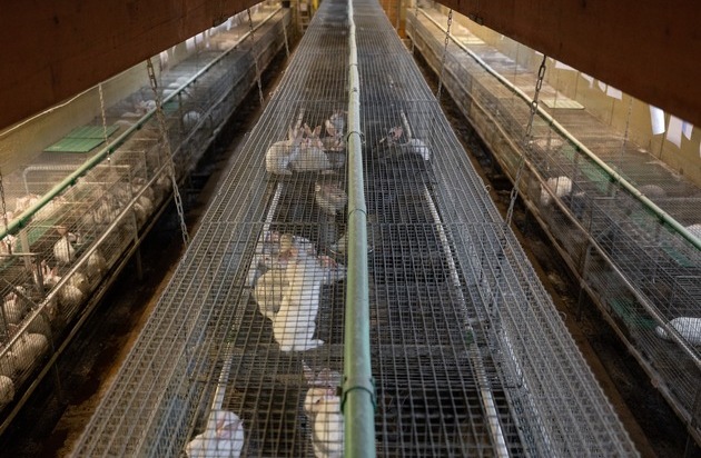 ANINOVA: Amtsgericht Aalen erlässt Strafbefehle gegen zwei Mitarbeiter der größten Kaninchenzucht Deutschlands, Dr. Zimmermann GbR, wegen Tierquälerei - ANINOVA deckte illegale Tötung von Kaninchen auf