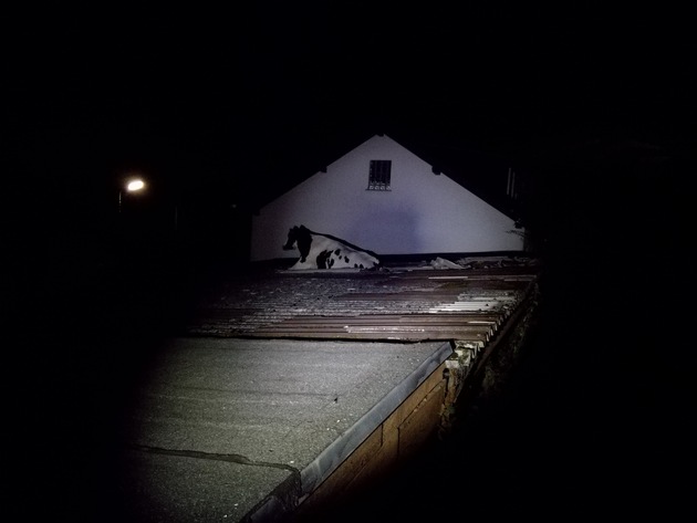 POL-GM: Rettungsaktion- Kuh verläuft sich auf ein Dach und bricht ein
