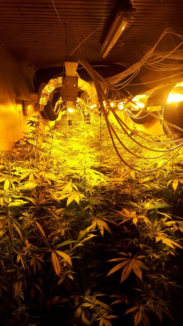 POL-NE: Polizei entdeckt Drogenplantage im Keller eines Mehrfamilienhauses