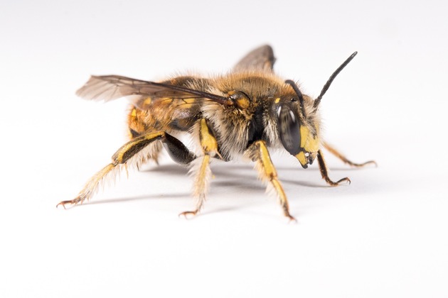 Was summt denn da? Auf Entdeckungsreise mit dem Wildbienen-Guide.