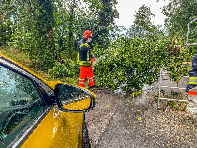FW Flotwedel: Feuerwehren beseitigen umgestürzten Baum von PKW