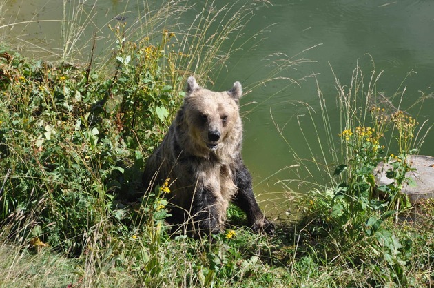 Das Arosa Bärenland feiert bärenstarkes, 5-jähriges Jubiläum