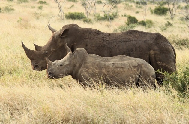 Thanda Safari expands rhino conservation initiatives – with latest…