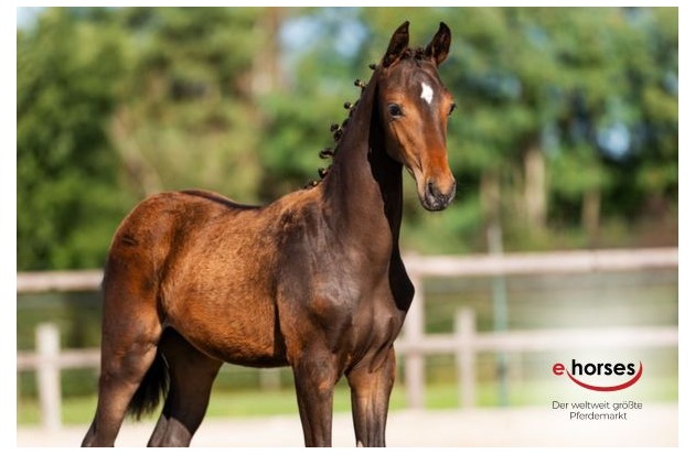 ehorses: Fohlen sind die Shootingstars des Pferdemarkts