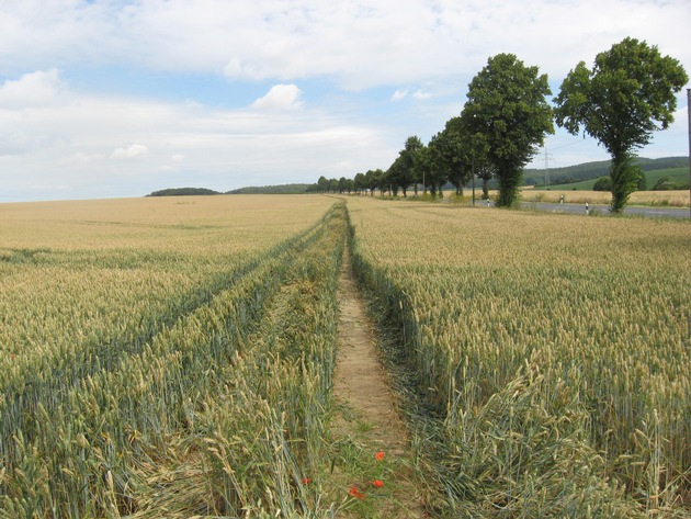 POL-HI: Betheln: Pkw fährt über 1 Kilometer durch ein Mais-/ und Weizenfeld