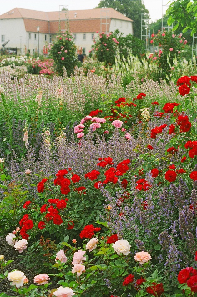 Mit Tipps vom Gartenprofi in die zweite Jahreshälfte