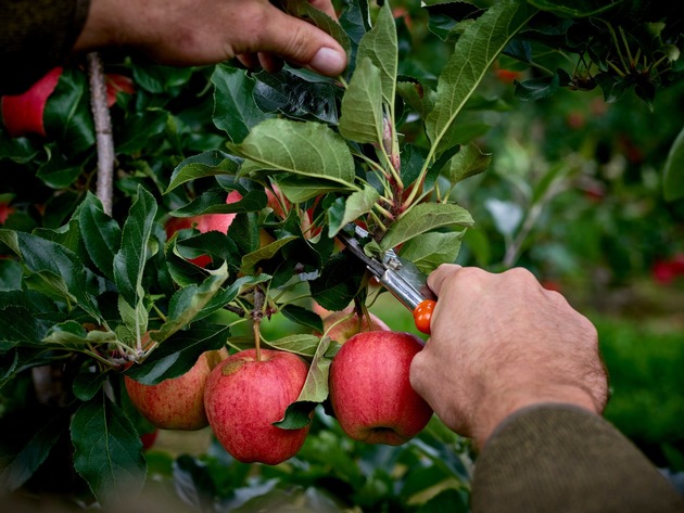 Allrounder Apfel: Die sechs beliebtesten Sorten auf einen Blick