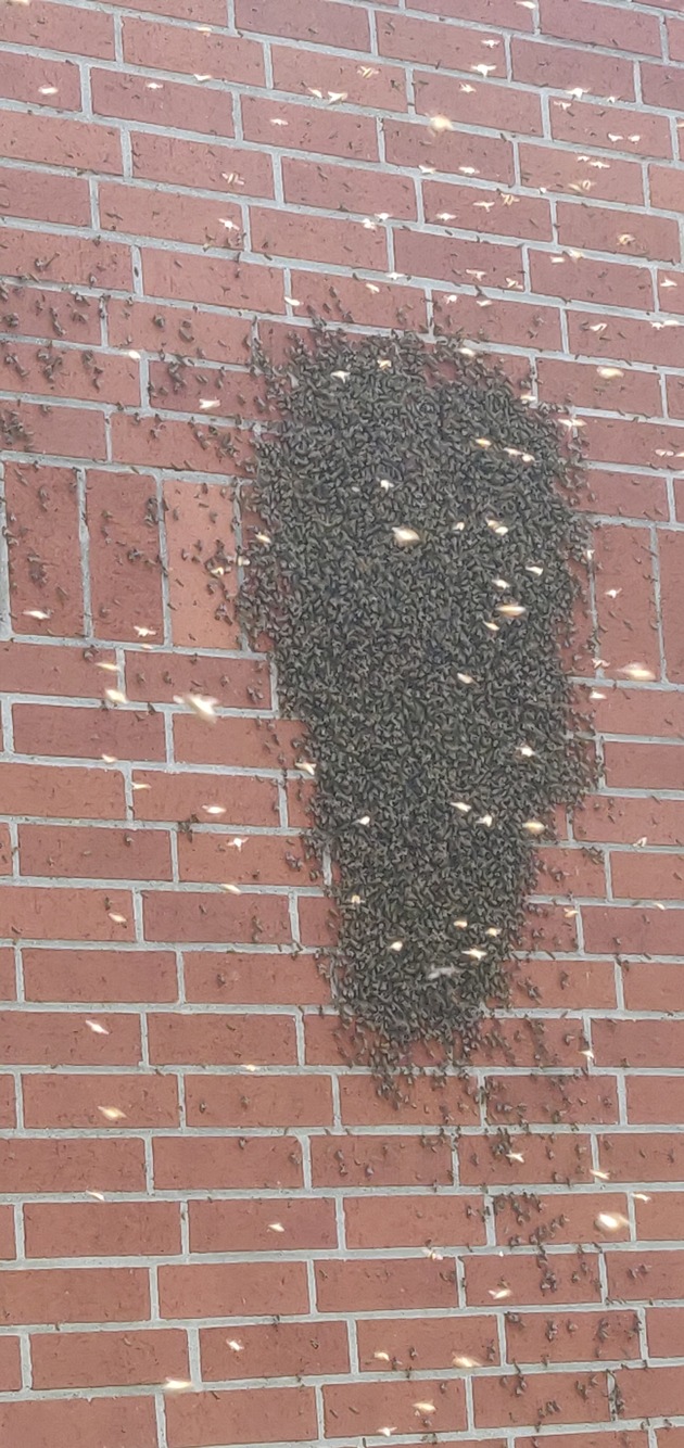 POL-PDLD: Edenkoben - Bienenschwarm zieht bei Polizei ein