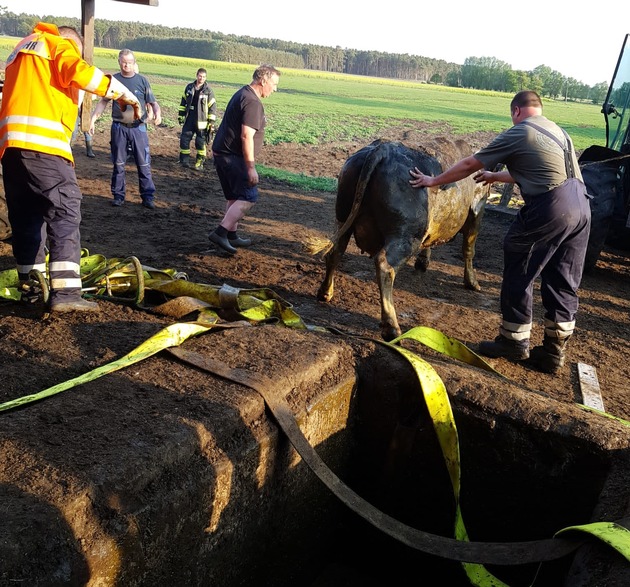 FW Lüchow-Dannenberg: Kühe stürzen in Güllegrube +++ Feuerwehr rückt an +++ Kühe &quot;flüchten&quot; unterirdisch +++ schmutziger Rettungseinsatz, beide Kühe wohlauf