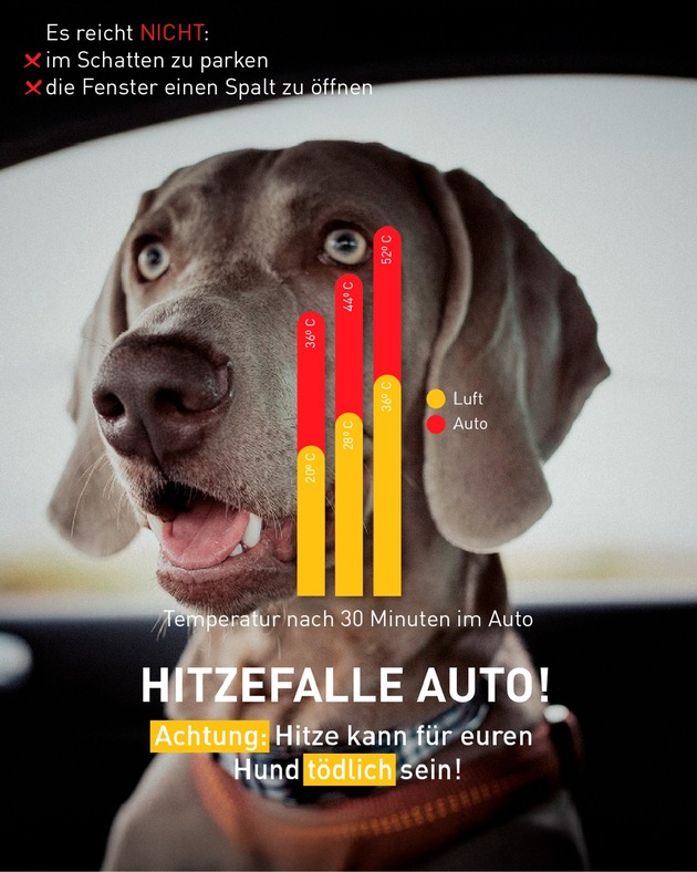 Lebensgefahr im Sommer: Hund niemals allein im Auto lassen