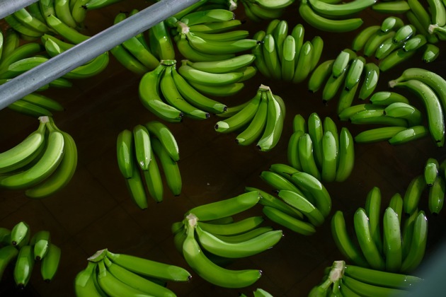 Umweltschonendere Eigenmarken-Banane von Netto ab sofort mit Programm-Logo des WWF