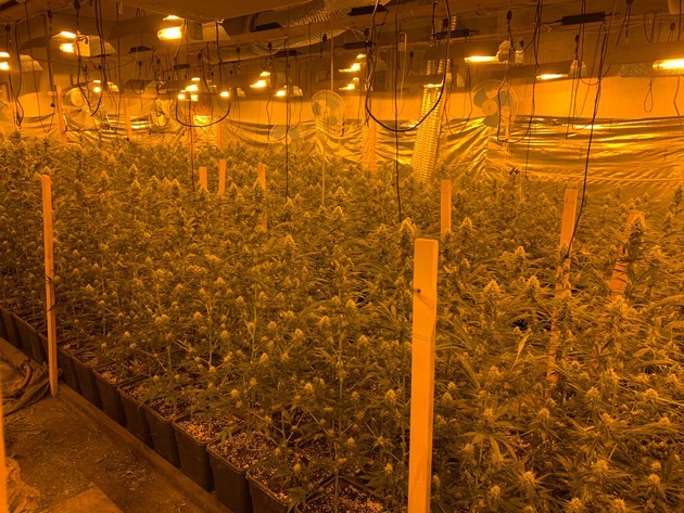 ZOLL-H: Indoorplantage zur Aufzucht von Marihuana in Calbe (Saale) ausgehoben