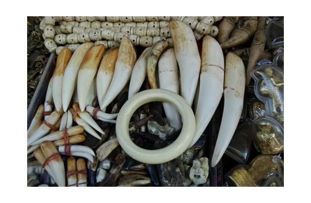 Wie die Tiger Mafia in Asien und Europa mit gefährdeten Grosskatzen handelt