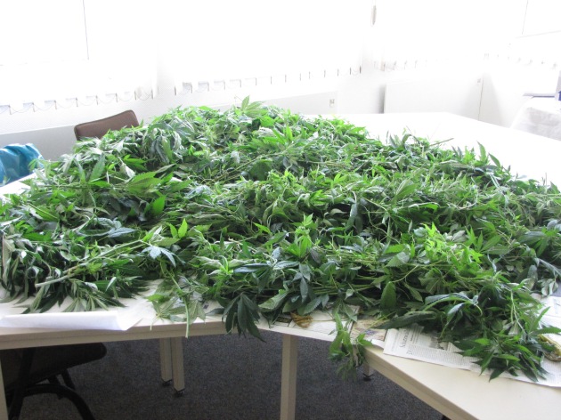 POL-NOM: Nach Zeugenhinweis - Cannabisplantage in Mietwohnung entdeckt - Bilder im Anhang -