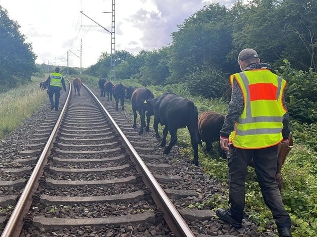 BPOL-HST: Rinder auf Bahnstrecke sorgen für Verzögerungen im Zugverkehr