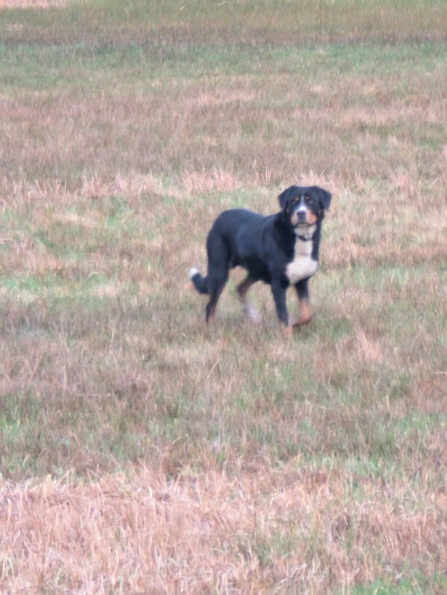POL-OG: Oberkirch - Entlaufener Hund eingefangen - Mit guten Nachrichten ins Wochenende