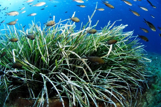 Posidonia – das grüne Herz des Mittelmeers