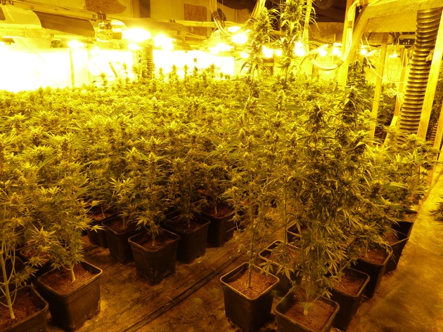 ZOLL-DD: Zollfahndung hebt große Indoor - Plantage für Marihuana aus