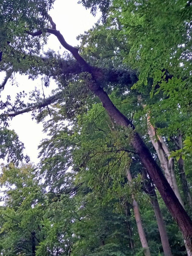 FW-EN: Baum stürzt am Hengsteysee um - Seeweg aufgrund von hoher Gefahr gesperrt
