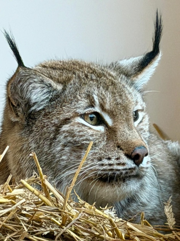 PM: Zwei Wildkatzen entkommen dem Krieg &ndash; und finden mit Hilfe von DHL ein neues Zuhause / PR: Two Wildcats Escaped War. Now They&rsquo;re Safe &ndash; With a Little Help From DHL