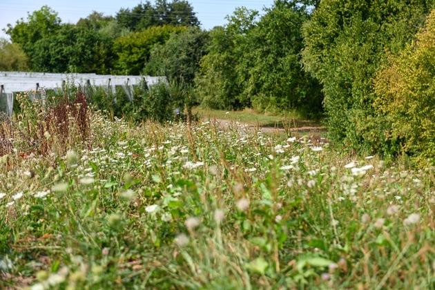Internationaler Tag der biologischen Vielfalt: Partnerschaftlich f&uuml;r Natur und Landwirtschaft - Netto unterst&uuml;tzt den Erhalt heimischer Artenvielfalt