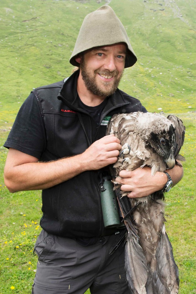Seit über 20 Jahren wird der größte Greifvogel Europas, der
Bartgeier, wieder in den Alpen angesiedelt - BILD