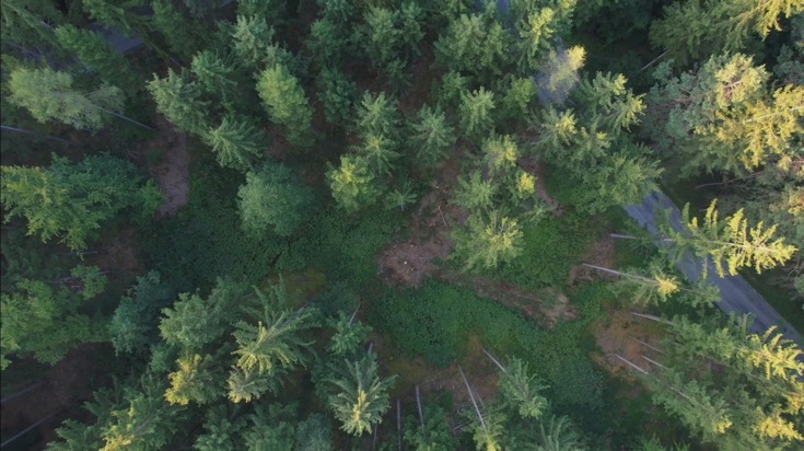 M-net startet Aufforstungsprojekt für gefährdetes Waldgebiet in Tutzing