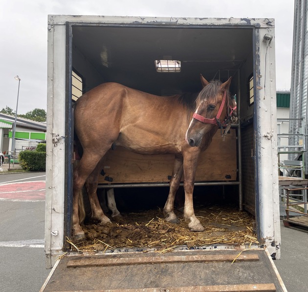 POL-DO: Polizei stoppt Tiertransport - Vier Pferde sichergestellt