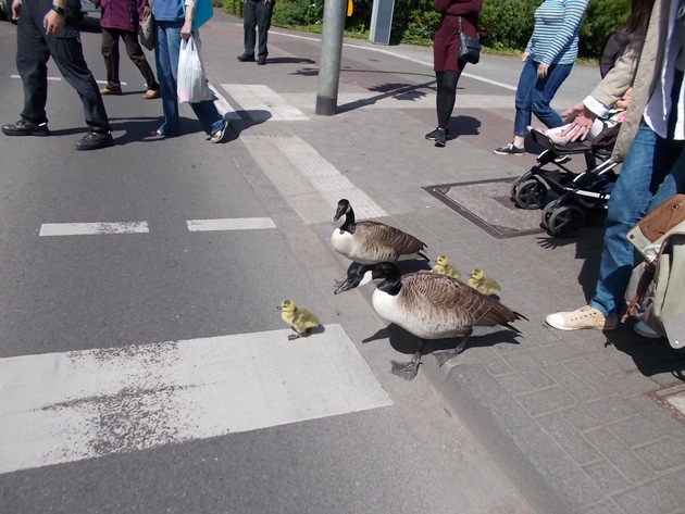 FW-GL: Gänsefamilie auf Shoppingtour