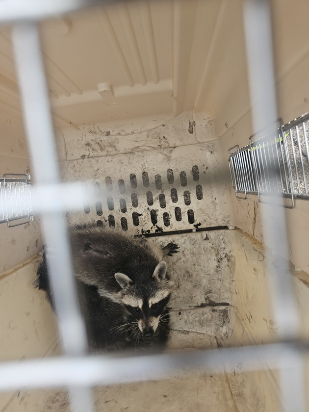 FW Celle: Tierrettung aus Schornstein